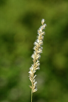 BUITEN BEELD Foto: 435308