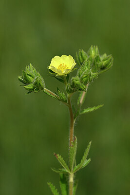 BUITEN BEELD Foto: 435315