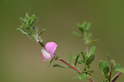 BUITEN BEELD Foto: 435318