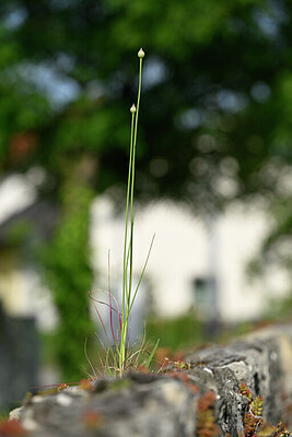 BUITEN BEELD Foto: 435319