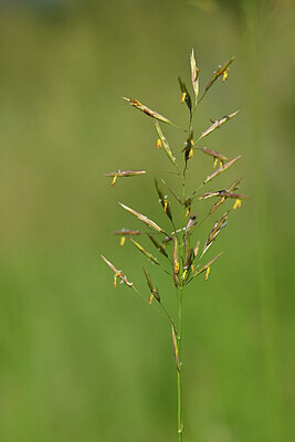 BUITEN BEELD Foto: 435321