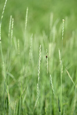 BUITEN BEELD Foto: 435322