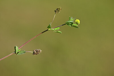 BUITEN BEELD Foto: 435325