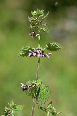 BUITEN BEELD Foto: 435326