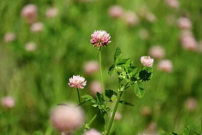 BUITEN BEELD Foto: 435327