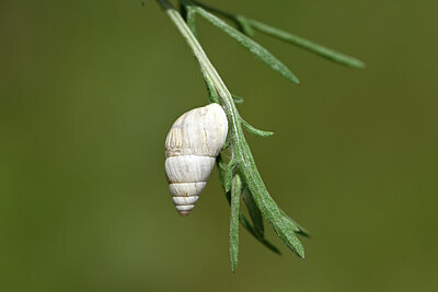 BUITEN BEELD Foto: 435328