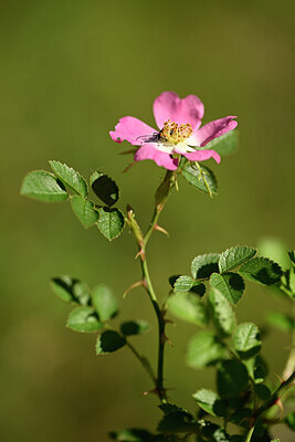 BUITEN BEELD Foto: 435331