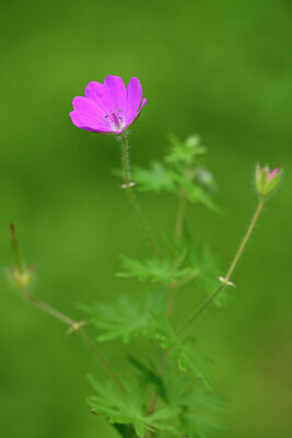 BUITEN BEELD Foto: 435332