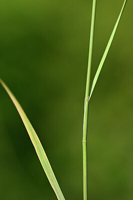 BUITEN BEELD Foto: 435335