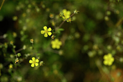 BUITEN BEELD Foto: 435338