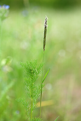 BUITEN BEELD Foto: 435339