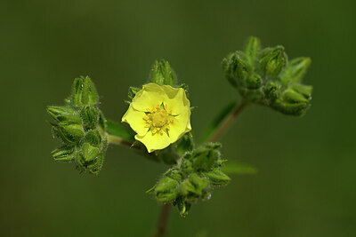 BUITEN BEELD Foto: 435340