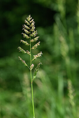 BUITEN BEELD Foto: 435347