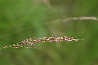 BUITEN BEELD Foto: 435350