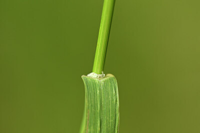 BUITEN BEELD Foto: 435351