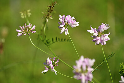 BUITEN BEELD Foto: 435354