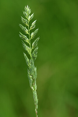 BUITEN BEELD Foto: 435360