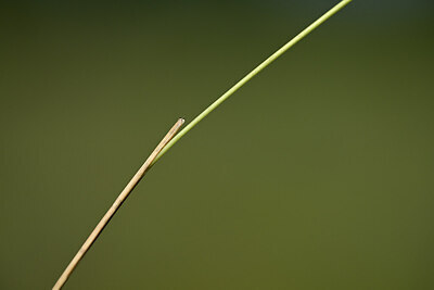 BUITEN BEELD Foto: 435361