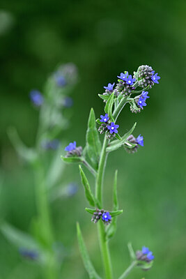 BUITEN BEELD Foto: 435362