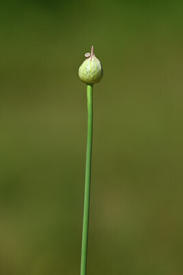 BUITEN BEELD Foto: 435363