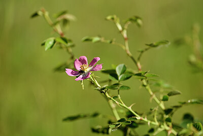BUITEN BEELD Foto: 435364
