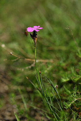 BUITEN BEELD Foto: 435365