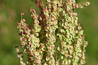 BUITEN BEELD Foto: 435366