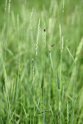 BUITEN BEELD Foto: 435367