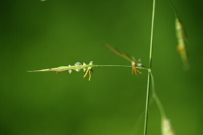 BUITEN BEELD Foto: 435368