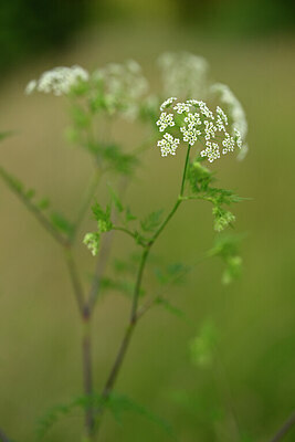 BUITEN BEELD Foto: 435371