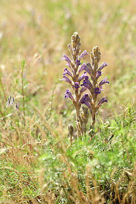 BUITEN BEELD Foto: 435372