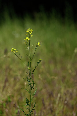 BUITEN BEELD Foto: 435375