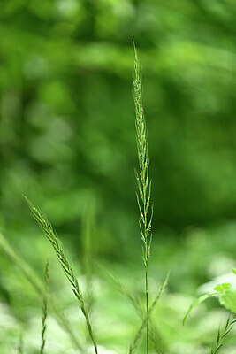 BUITEN BEELD Foto: 435376