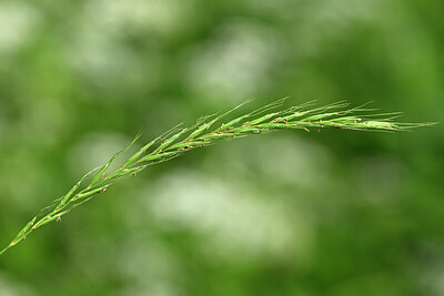 BUITEN BEELD Foto: 435377