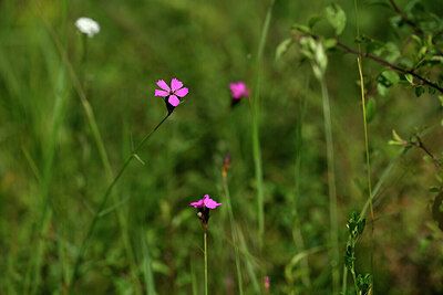 BUITEN BEELD Foto: 435382