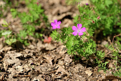 BUITEN BEELD Foto: 435383