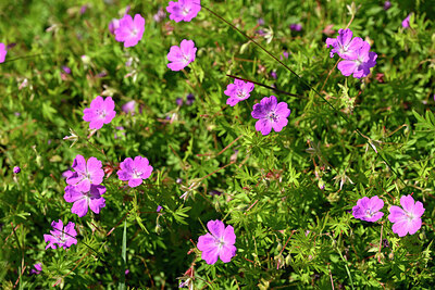 BUITEN BEELD Foto: 435384