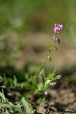 BUITEN BEELD Foto: 435385