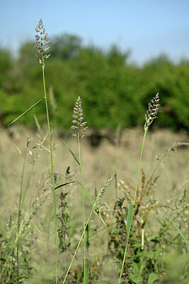 BUITEN BEELD Foto: 435393