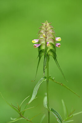 BUITEN BEELD Foto: 435394