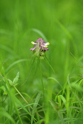 BUITEN BEELD Foto: 435397