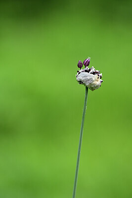 BUITEN BEELD Foto: 435401
