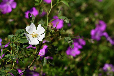 BUITEN BEELD Foto: 435403