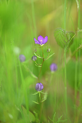 BUITEN BEELD Foto: 435405