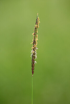 BUITEN BEELD Foto: 435408