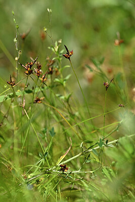 BUITEN BEELD Foto: 435409