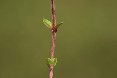 BUITEN BEELD Foto: 435410