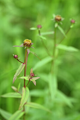 BUITEN BEELD Foto: 435411