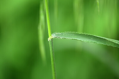 BUITEN BEELD Foto: 435416