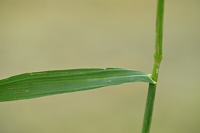BUITEN BEELD Foto: 435420